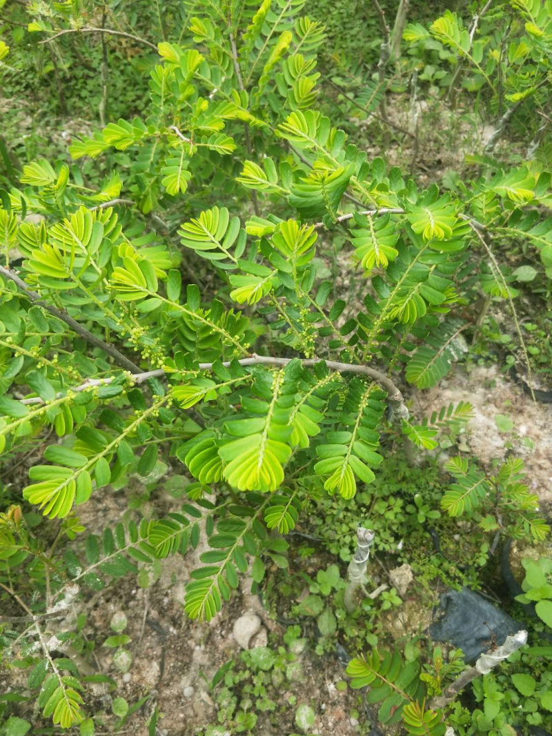 甜种余甘苗，脆甜无渣，水晶品种