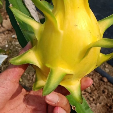 火龙果苗无刺黄红肉火龙果白肉火龙果燕窝苗火龙果红皮火龙果