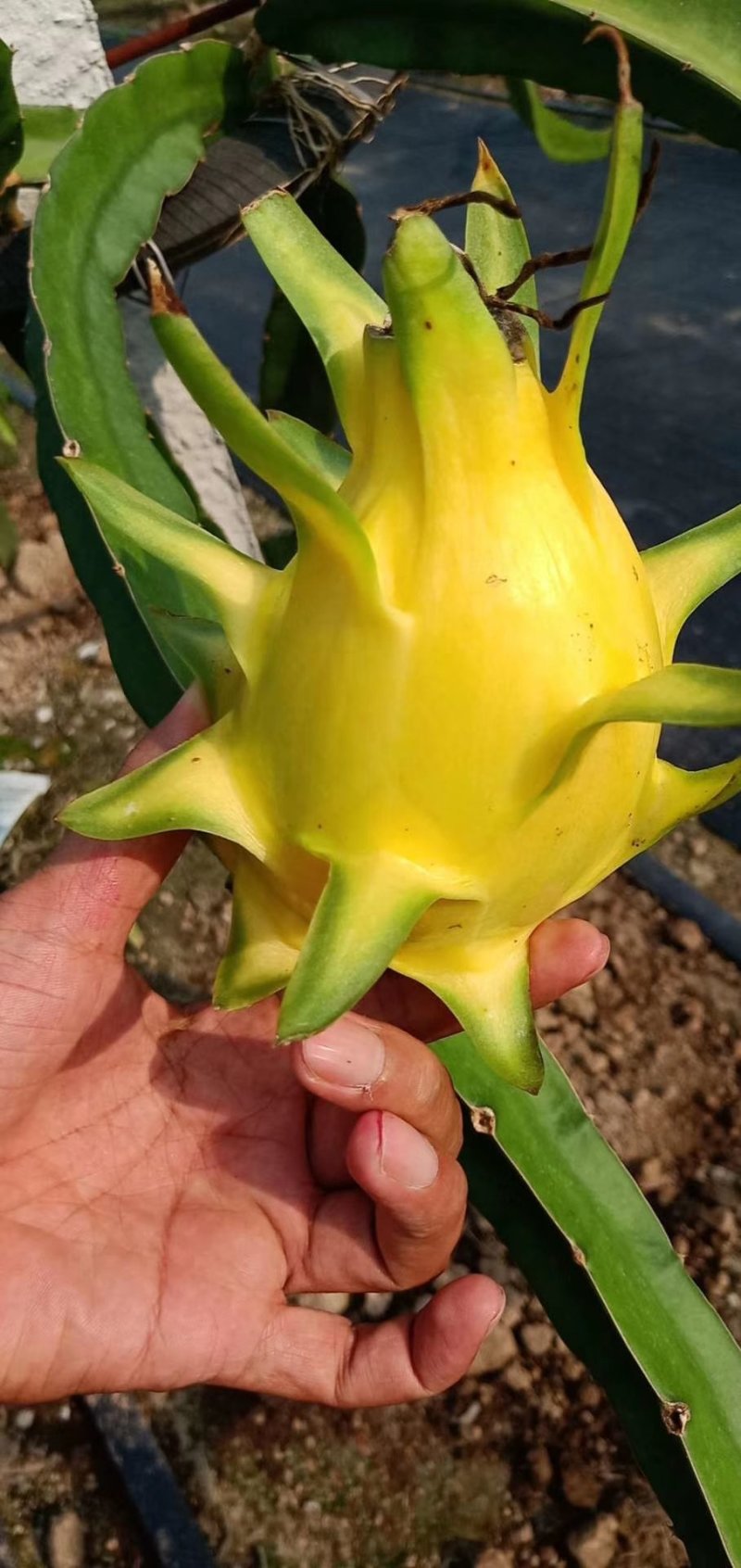 火龙果苗无刺黄红肉火龙果白肉火龙果燕窝苗火龙果红皮火龙果
