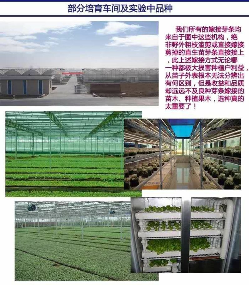 火龙果苗无刺黄红肉火龙果白肉火龙果燕窝苗火龙果红皮火龙果
