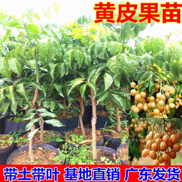 黄皮果苗鸡心黑黄皮果苗南方种