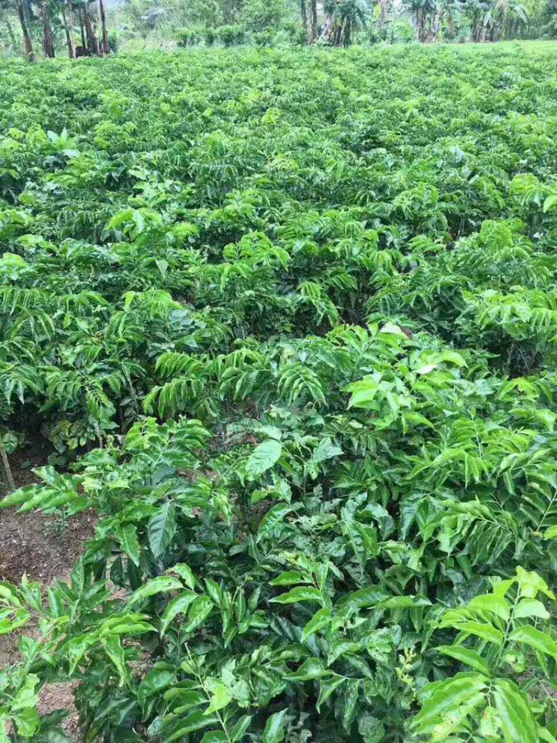 黄皮果苗鸡心黑黄皮果苗南方种
