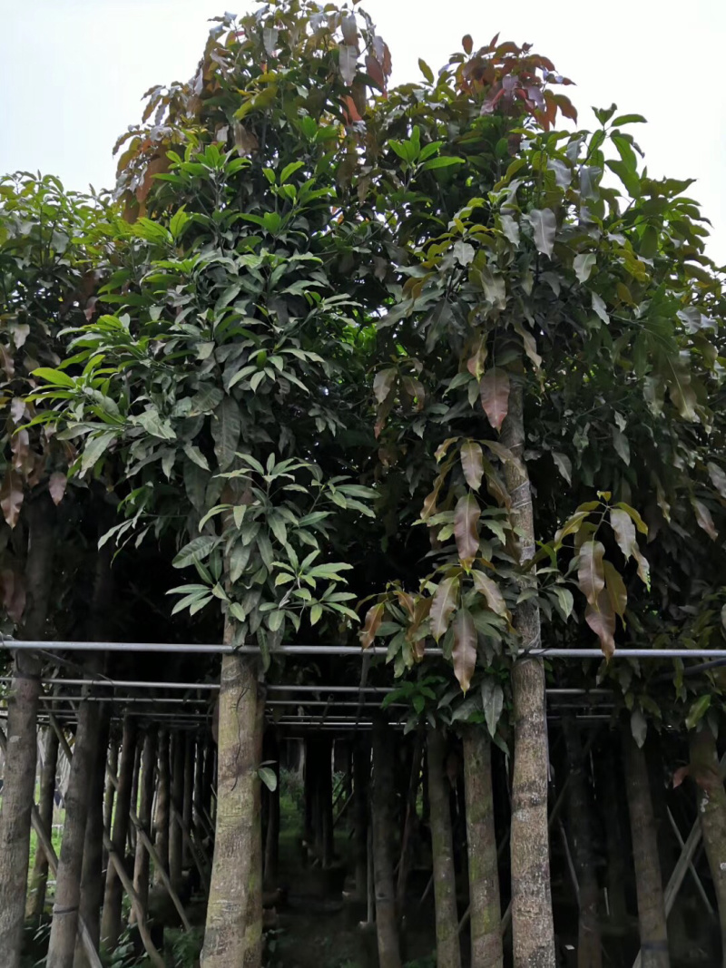 芒果树苗绿化树各种规格3-12分