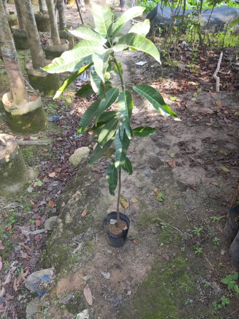 芒果树苗绿化树各种规格3-12分