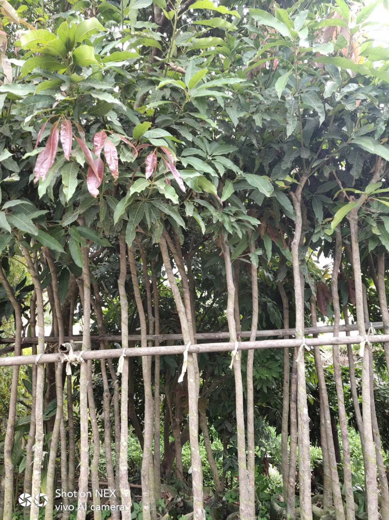 芒果树苗绿化树各种规格3-12分