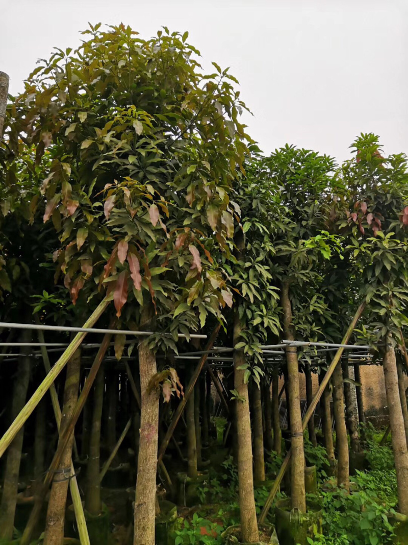芒果树苗绿化树各种规格3-12分