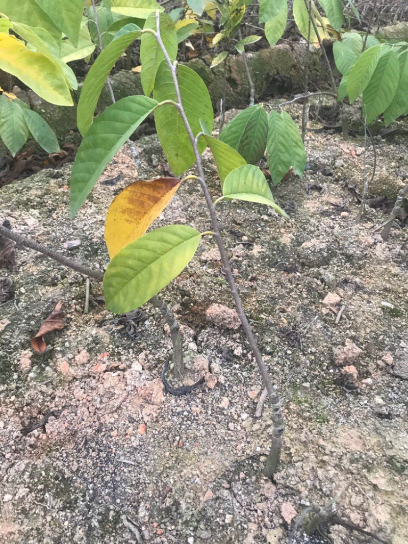 释迦果苗正宗台湾嫁接凤梨释迦果番荔枝佛头果