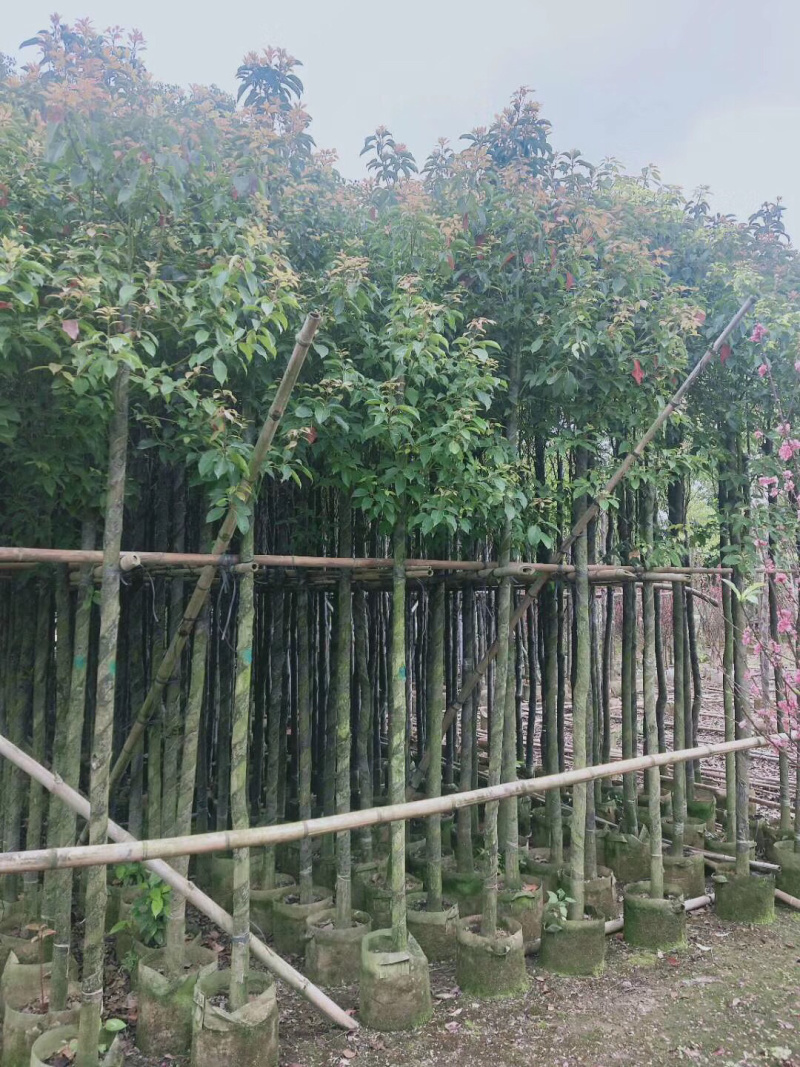香樟树绿化苗木各种规格3-40分