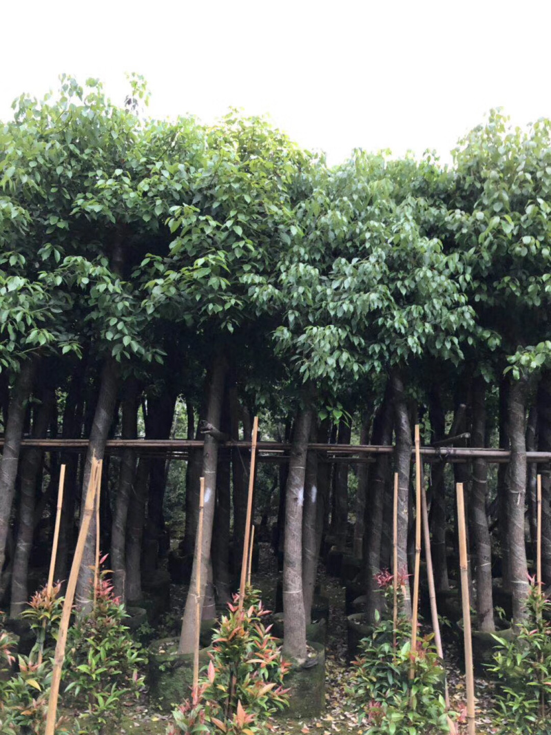 香樟树绿化苗木各种规格3-40分