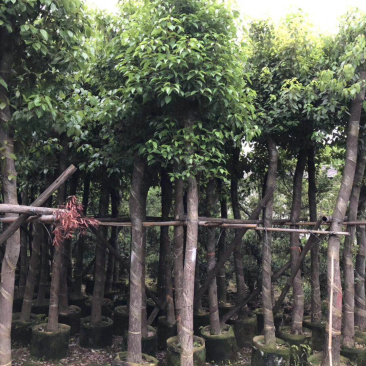 香樟树绿化苗木各种规格3-40分