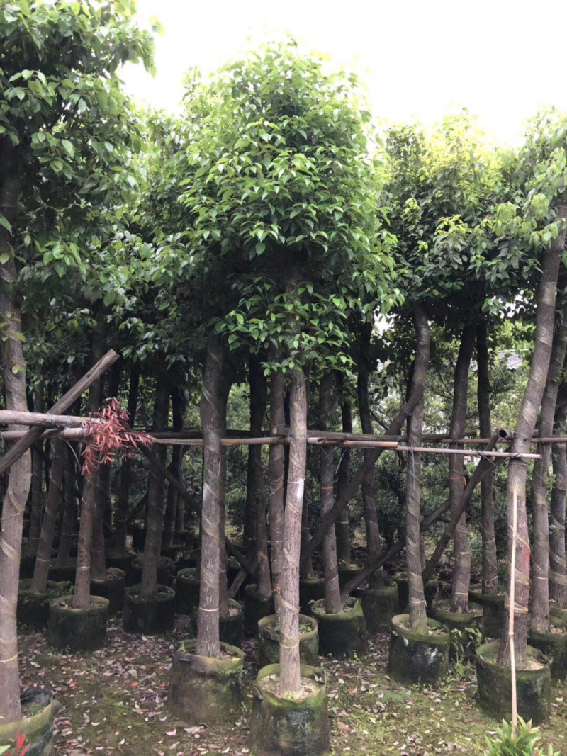 香樟树绿化苗木各种规格3-40分
