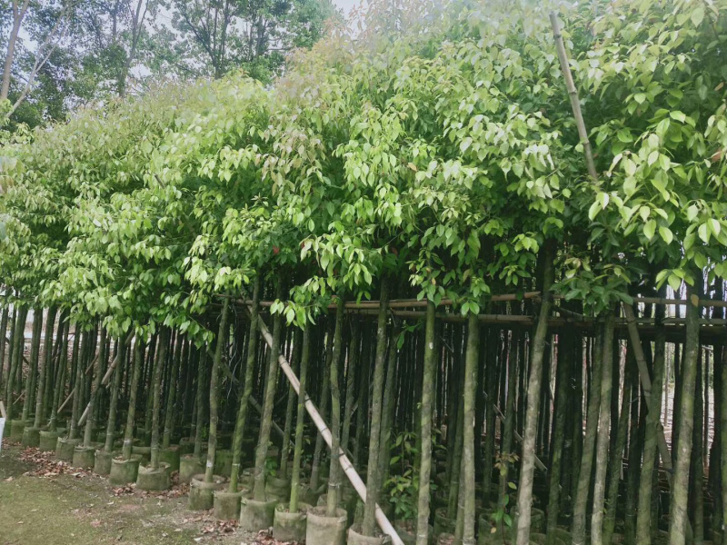 香樟树绿化苗木各种规格3-40分