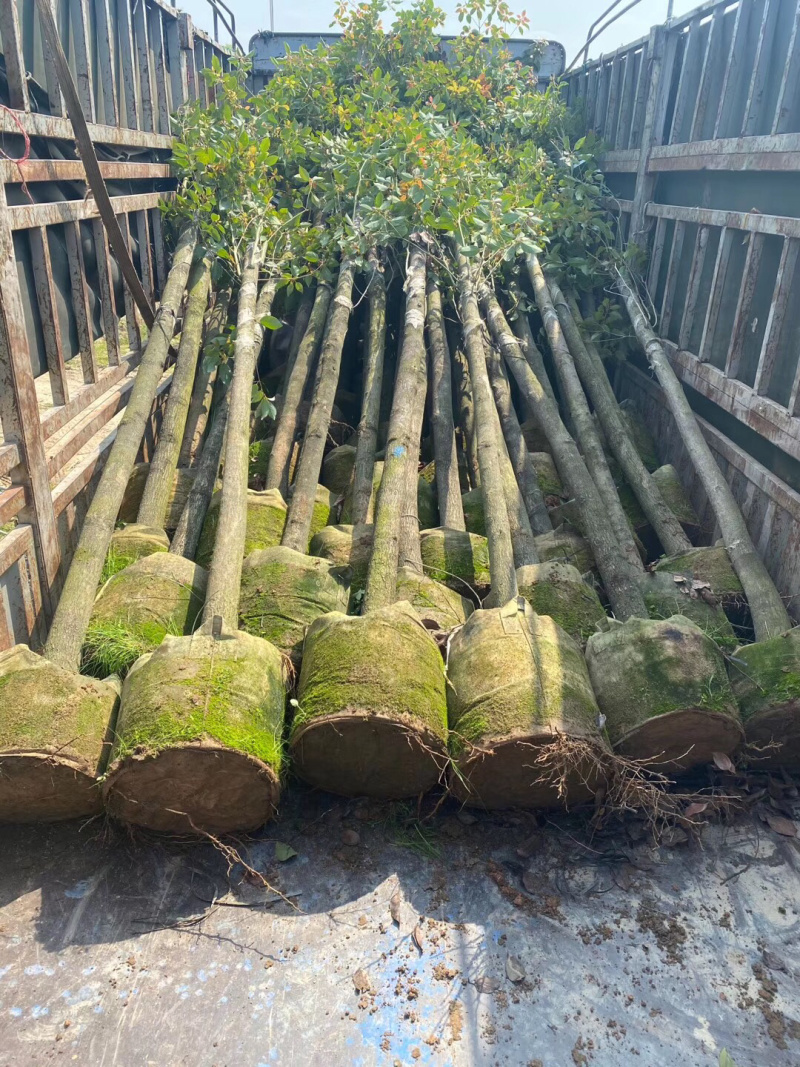 香樟树绿化苗木各种规格3-40分