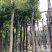 香樟树绿化苗木各种规格3-40分