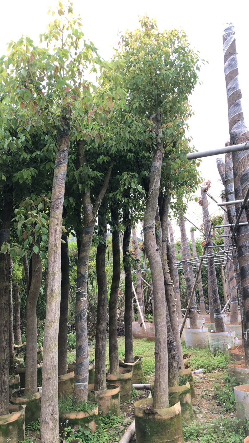 香樟树绿化苗木各种规格3-40分