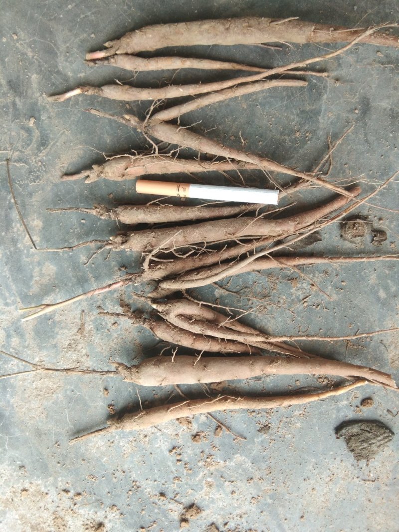 赤芍苗，芍药苗，二年苗保证质量，量大优惠