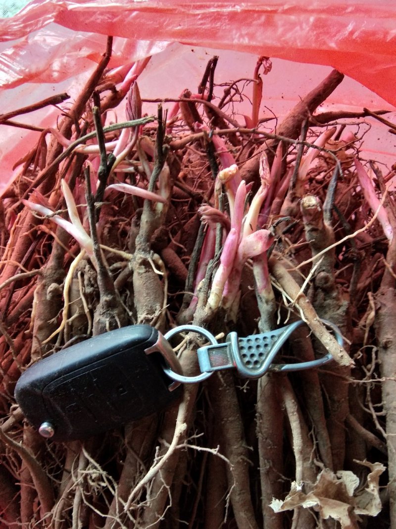 赤芍苗，芍药苗，二年苗保证质量，量大优惠