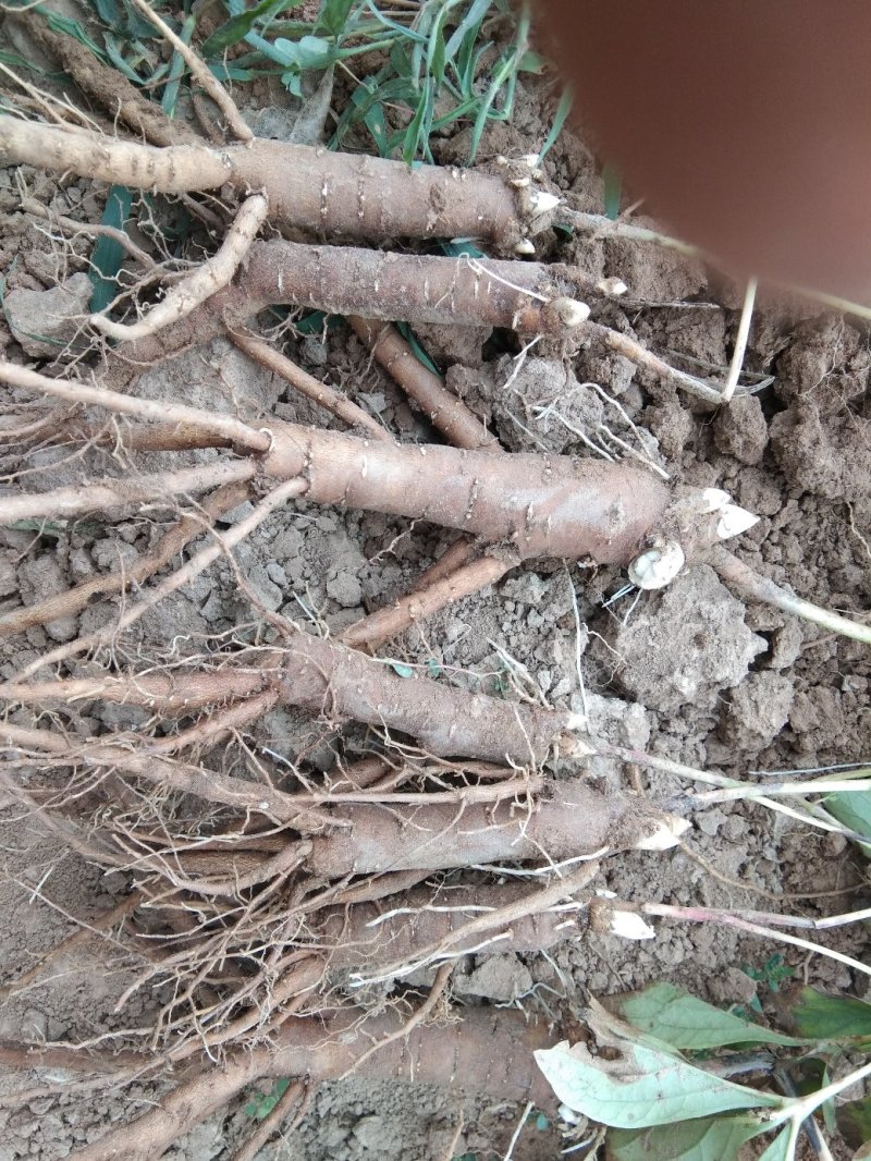 赤芍苗，芍药苗，二年苗保证质量，量大优惠