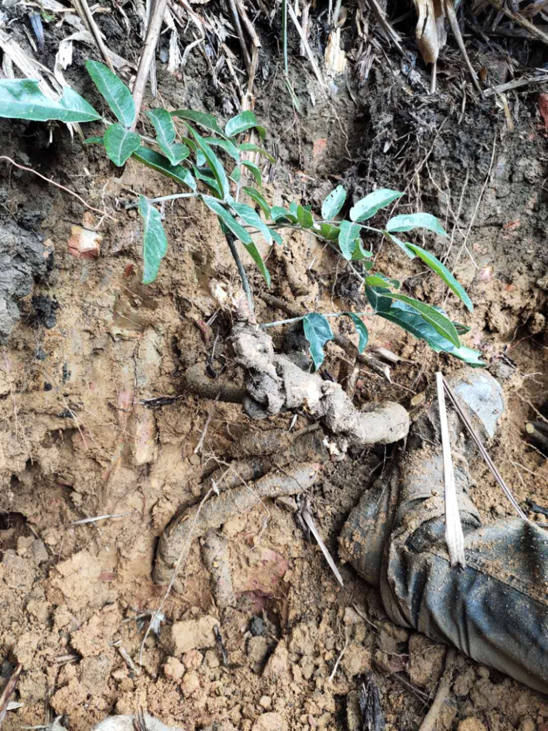 金秀大瑶山野生牛大力可以切片鲜货干货