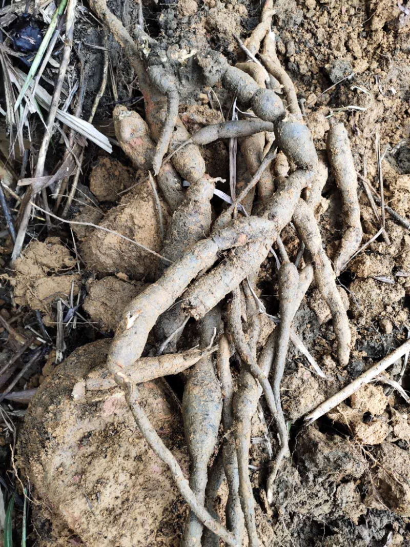 金秀大瑶山野生牛大力可以切片鲜货干货