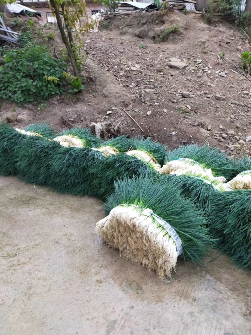香葱