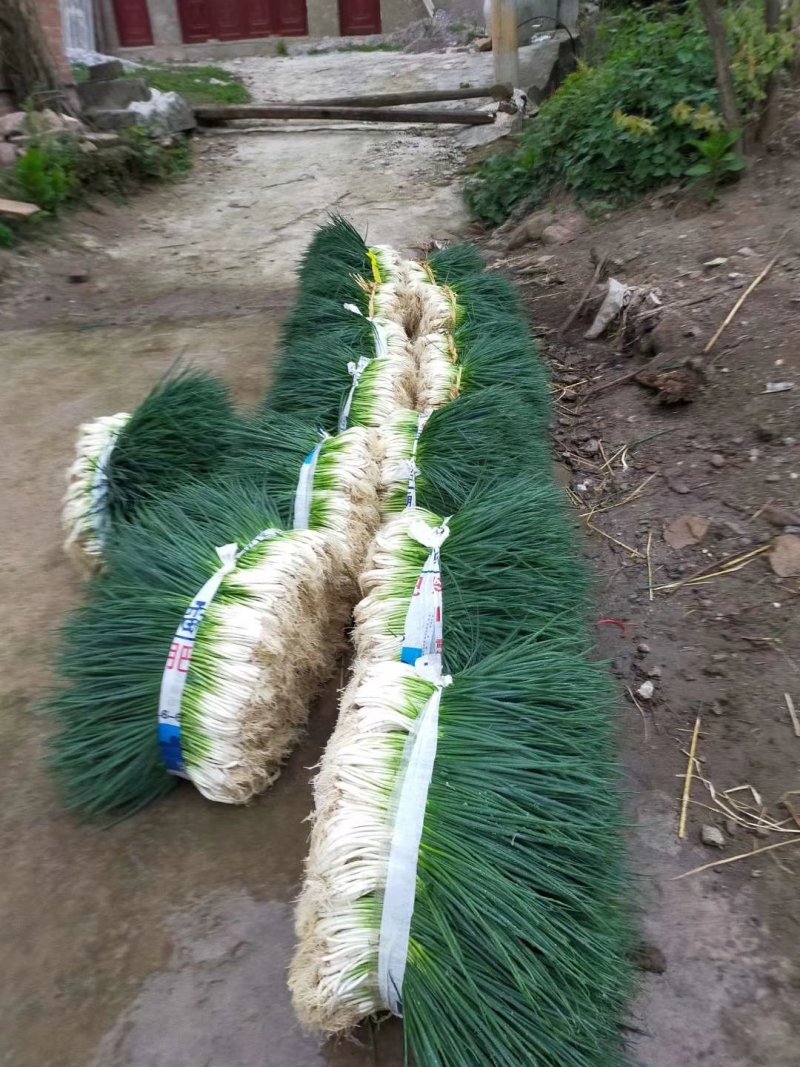香葱