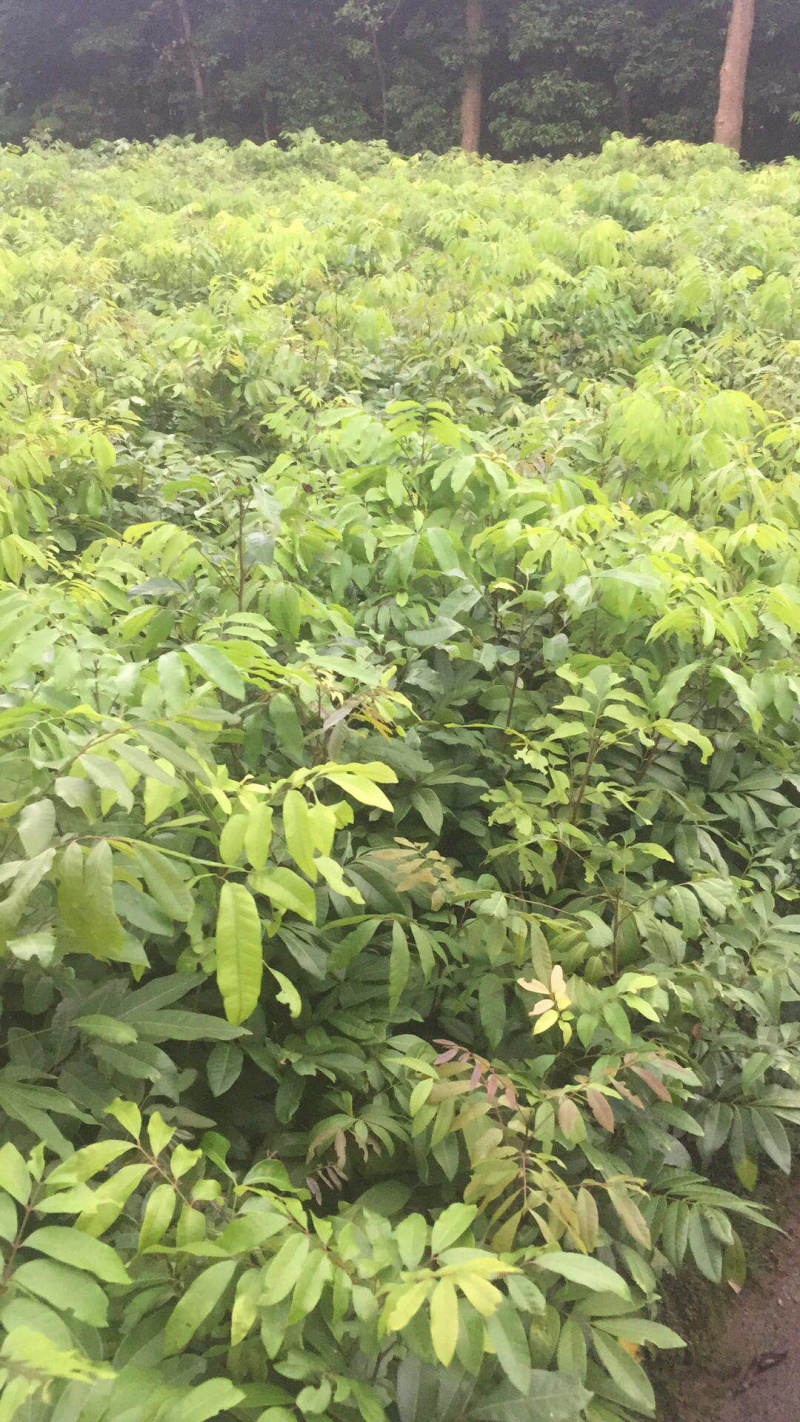 龙眼苗正宗嫁接桂圆石峡四季苗品质纯正
