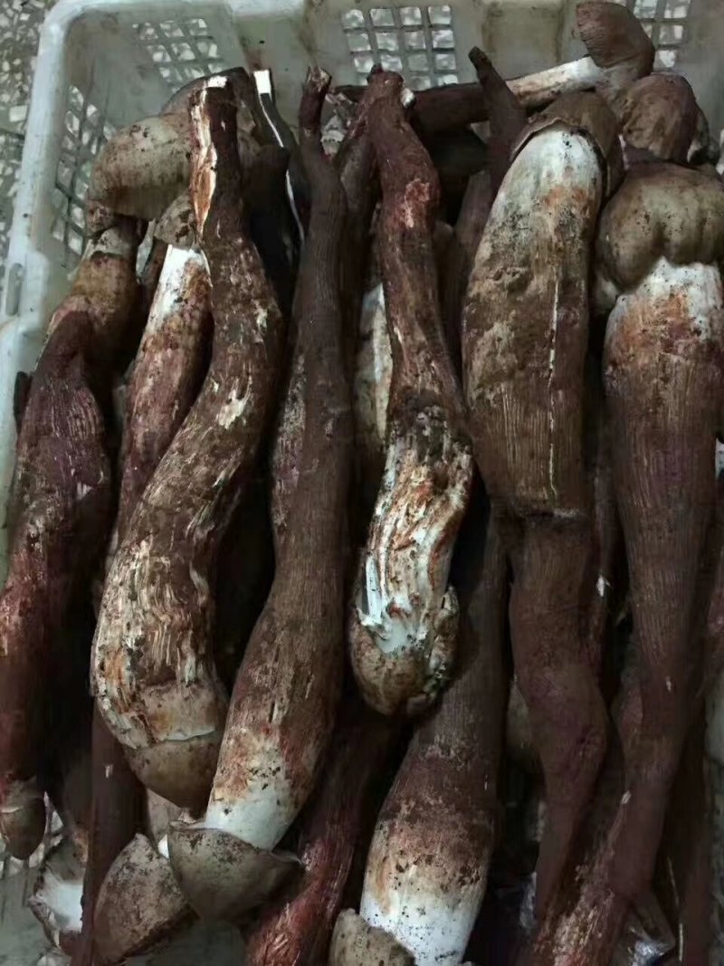 鸡枞菌