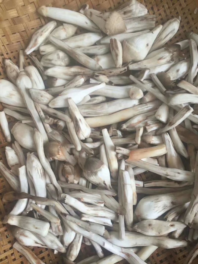 鸡枞菌