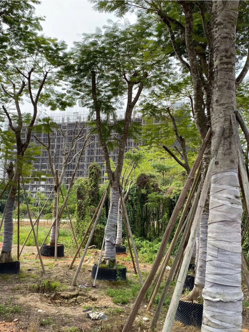 凤凰木绿化苗木5-30分