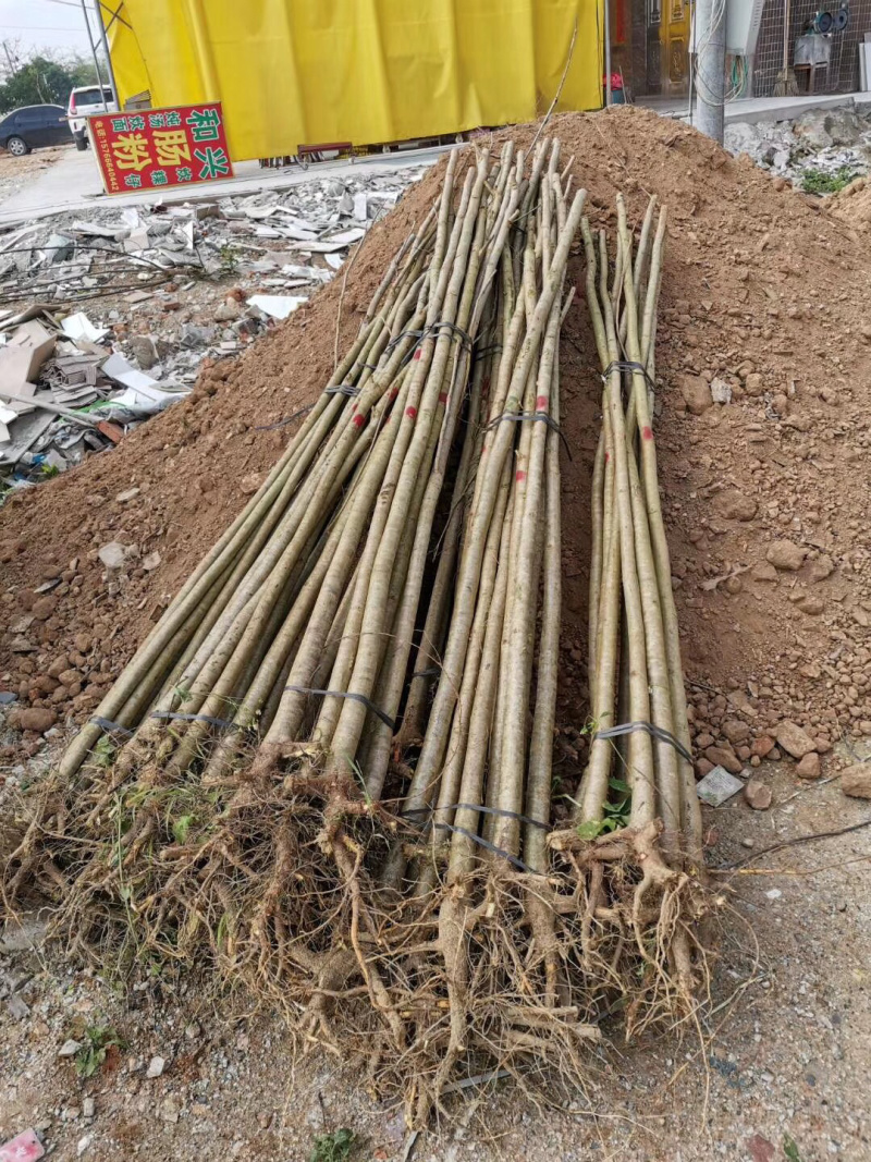 凤凰木绿化苗木5-30分