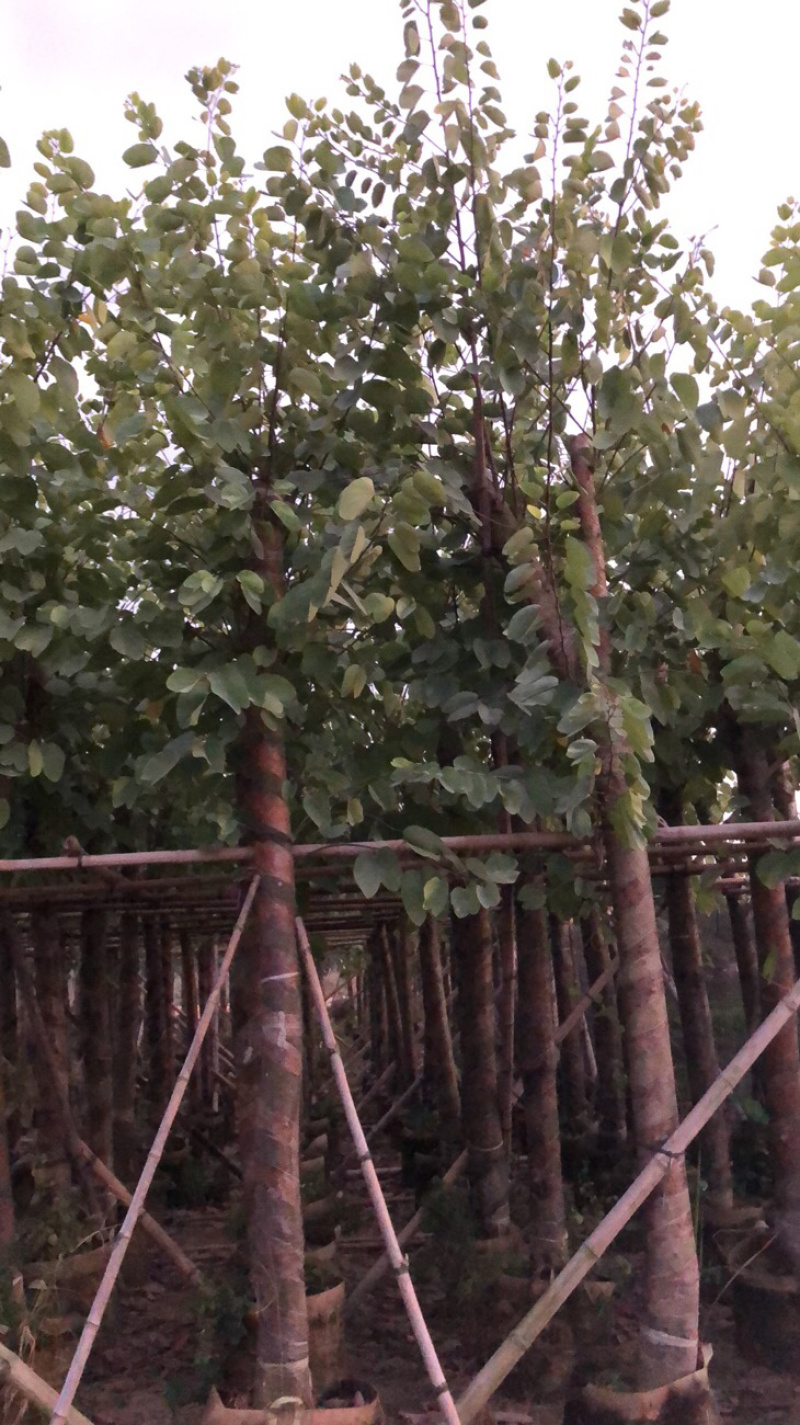 红花紫荆8-13分移植苗