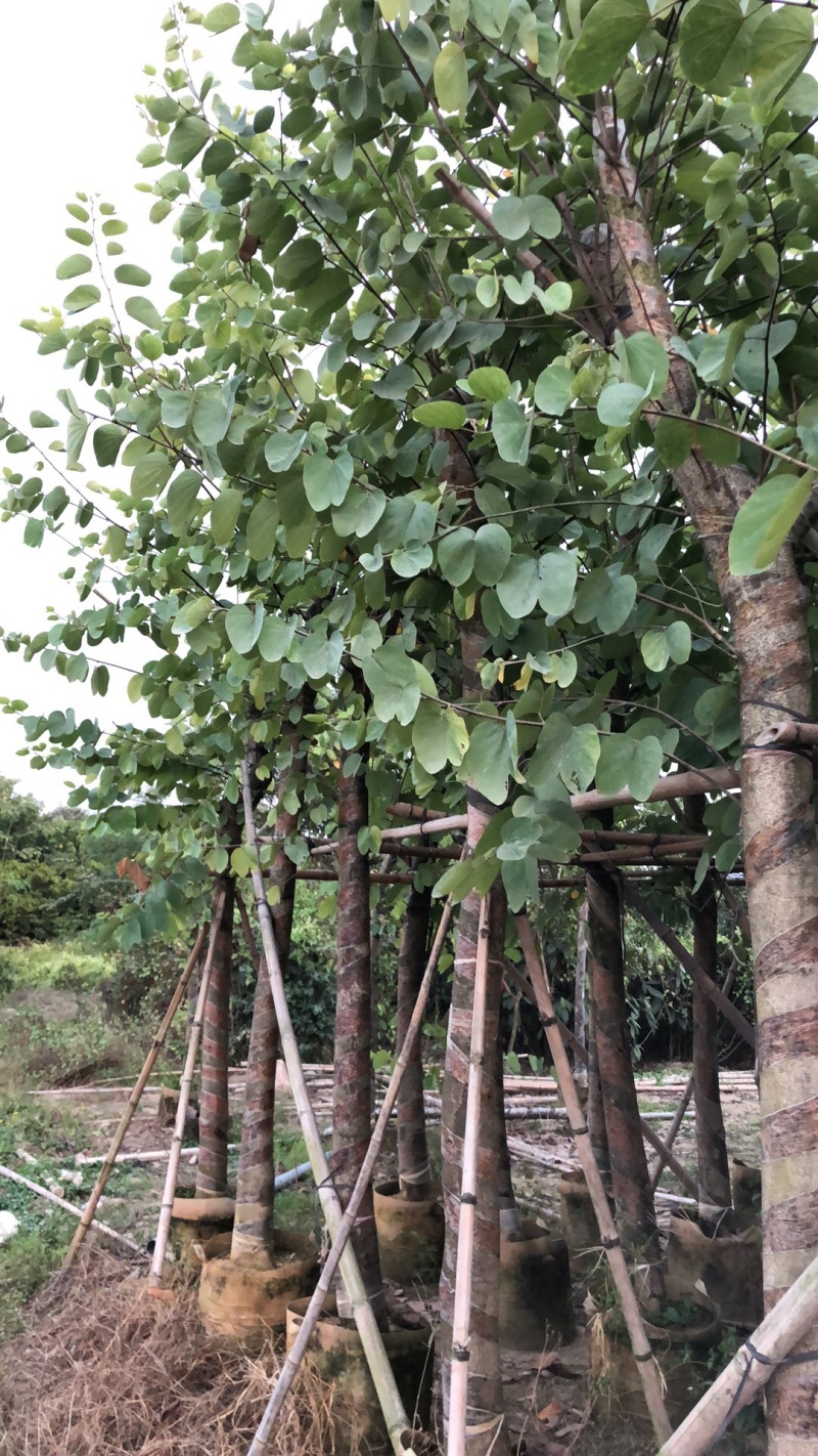 红花紫荆8-13分移植苗