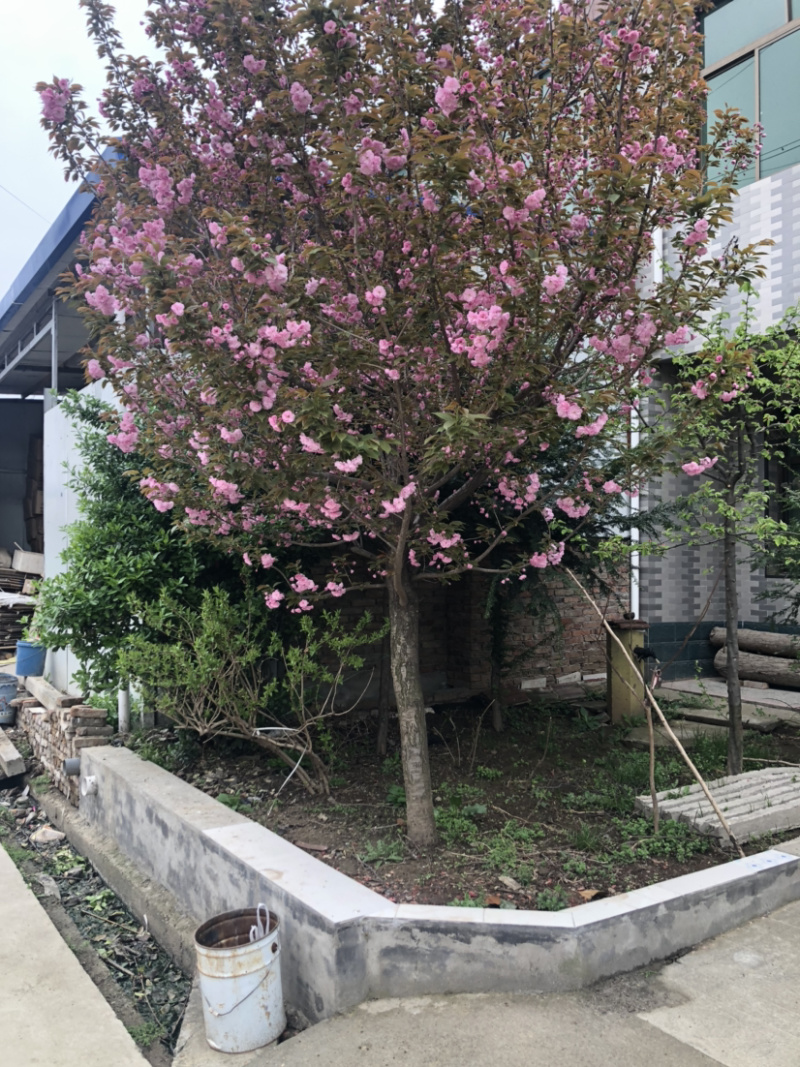种苗樱花