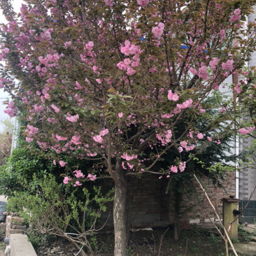 种苗樱花