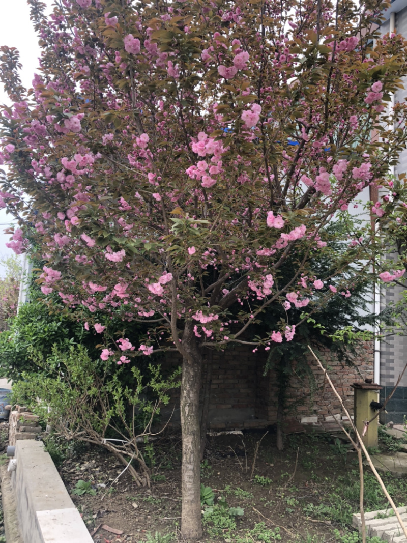 种苗樱花
