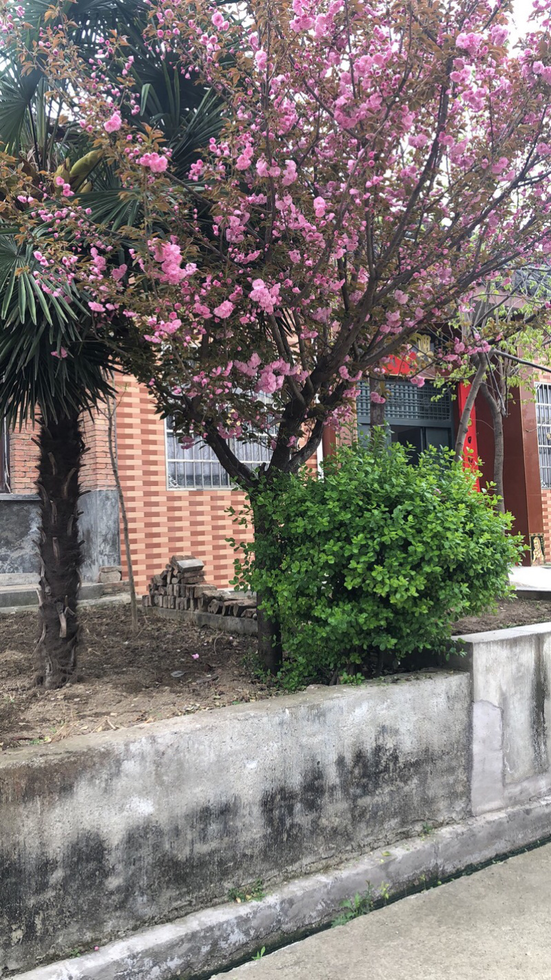 种苗樱花