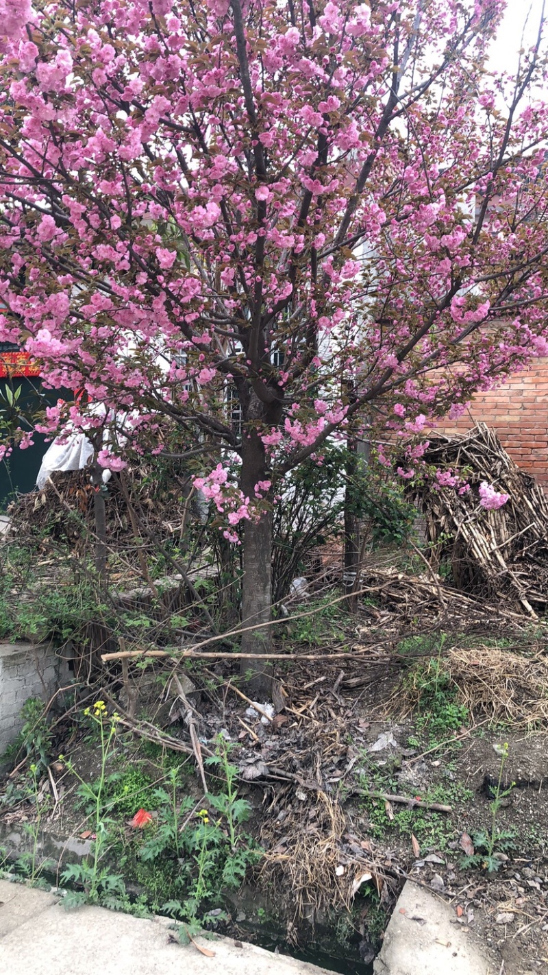 种苗樱花