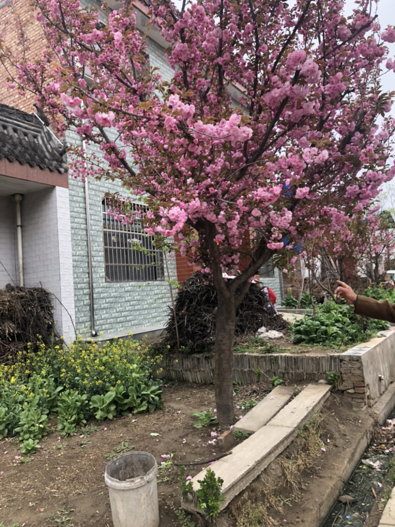 种苗樱花