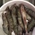 【顺丰包邮】黑虎虾净重370克/盒，3盒/件，一件代发