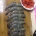 【顺丰包邮】黑虎虾净重370克/盒，3盒/件，一件代发