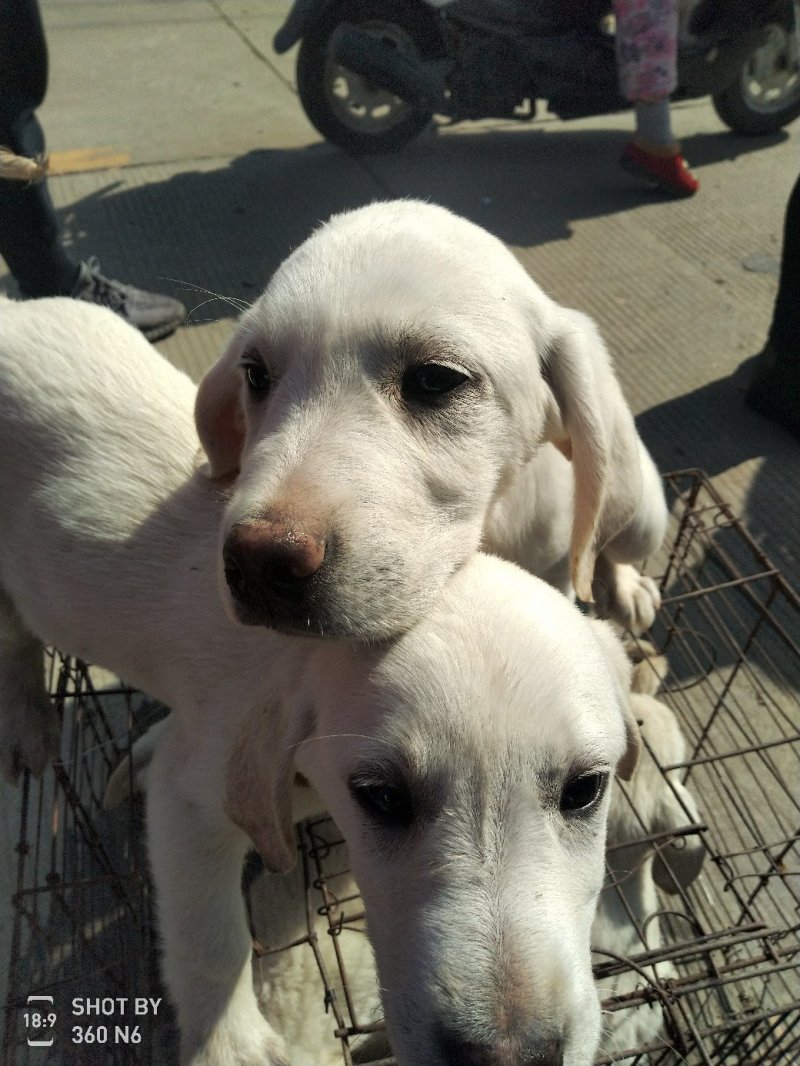 拉布拉多犬，性格温顺，中型体格，幼犬，粘人！