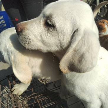拉布拉多犬，性格温顺，中型体格，幼犬，粘人！