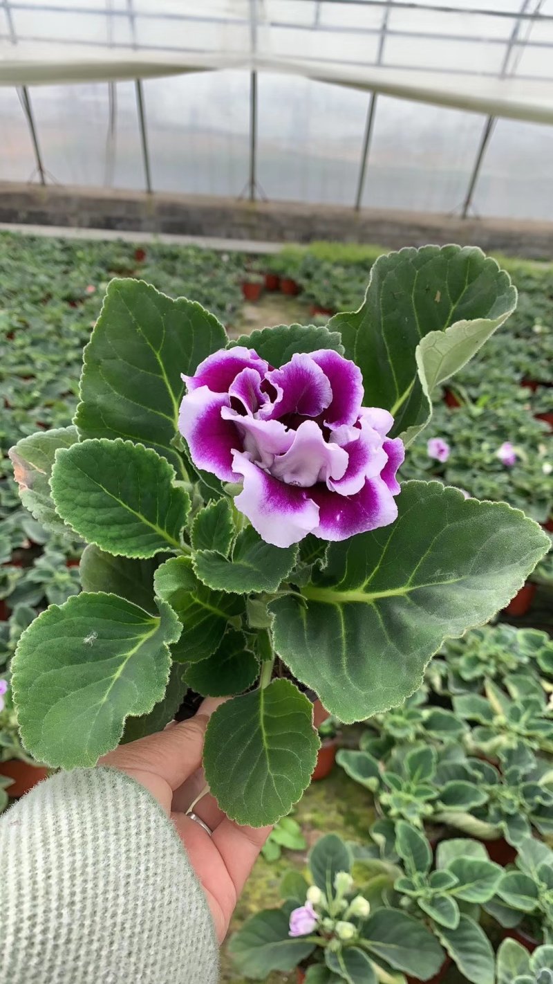 含羞草，观叶植物价格合理质量保证发货及时