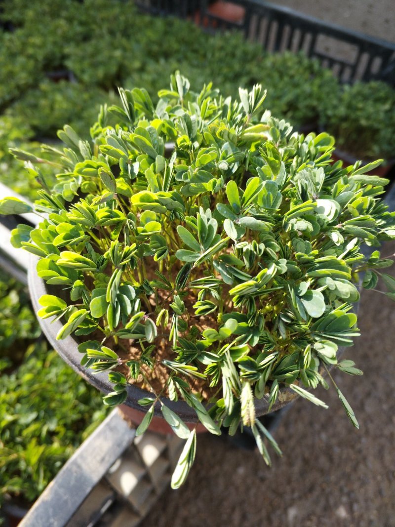 含羞草，观叶植物价格合理质量保证发货及时