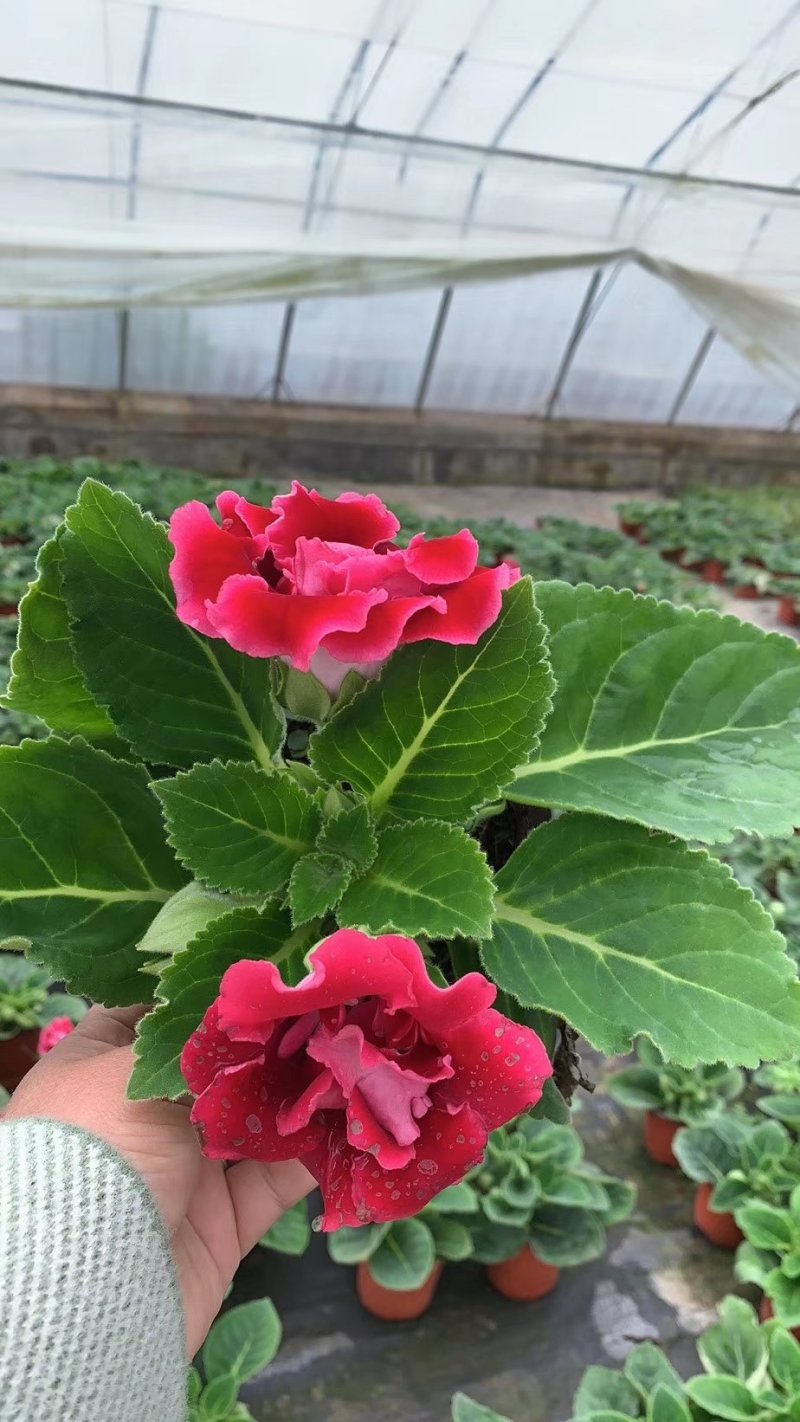 含羞草，观叶植物价格合理质量保证发货及时