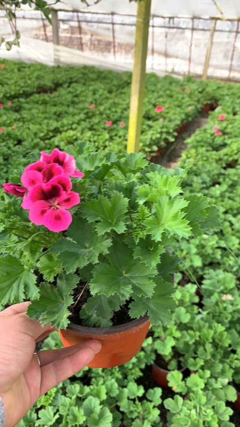 含羞草，观叶植物价格合理质量保证发货及时