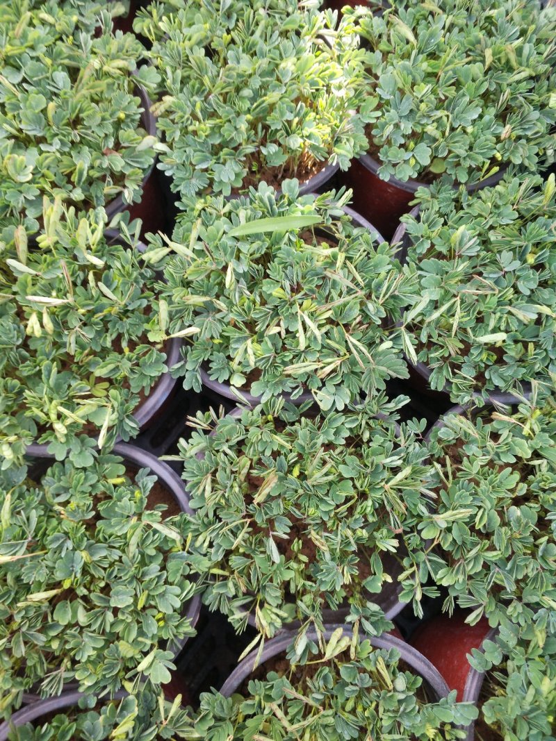 含羞草，观叶植物价格合理质量保证发货及时