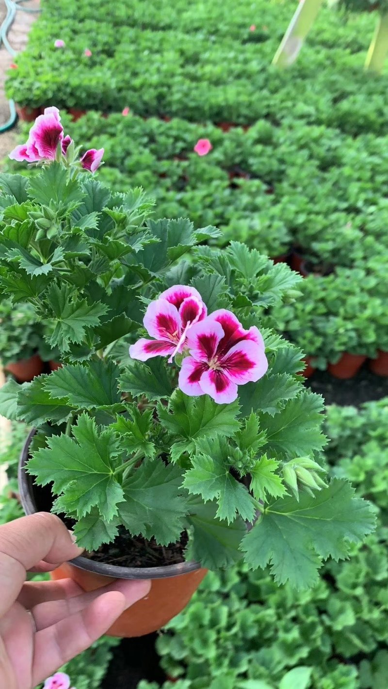 含羞草，观叶植物价格合理质量保证发货及时