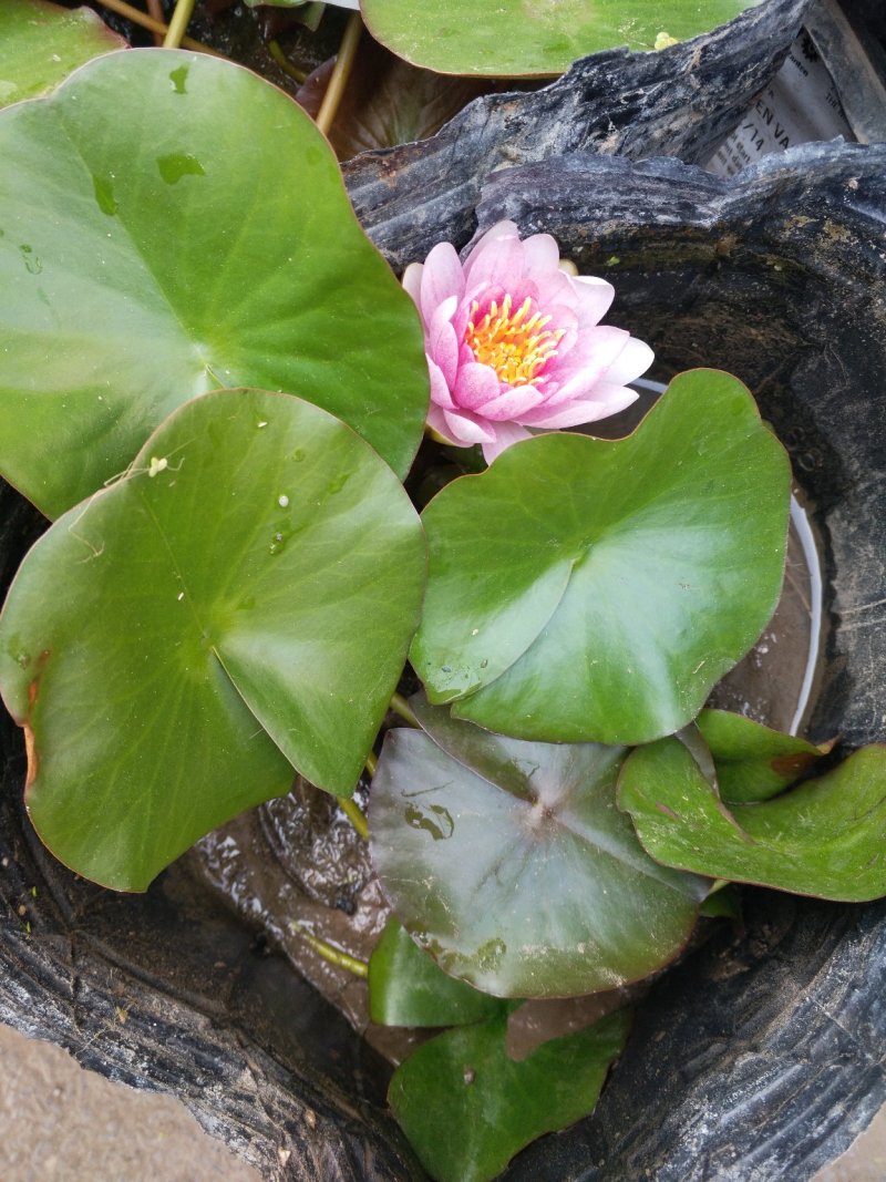 含羞草，观叶植物价格合理质量保证发货及时